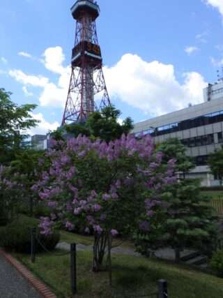 「遅咲きのライラックが満開です」の画像