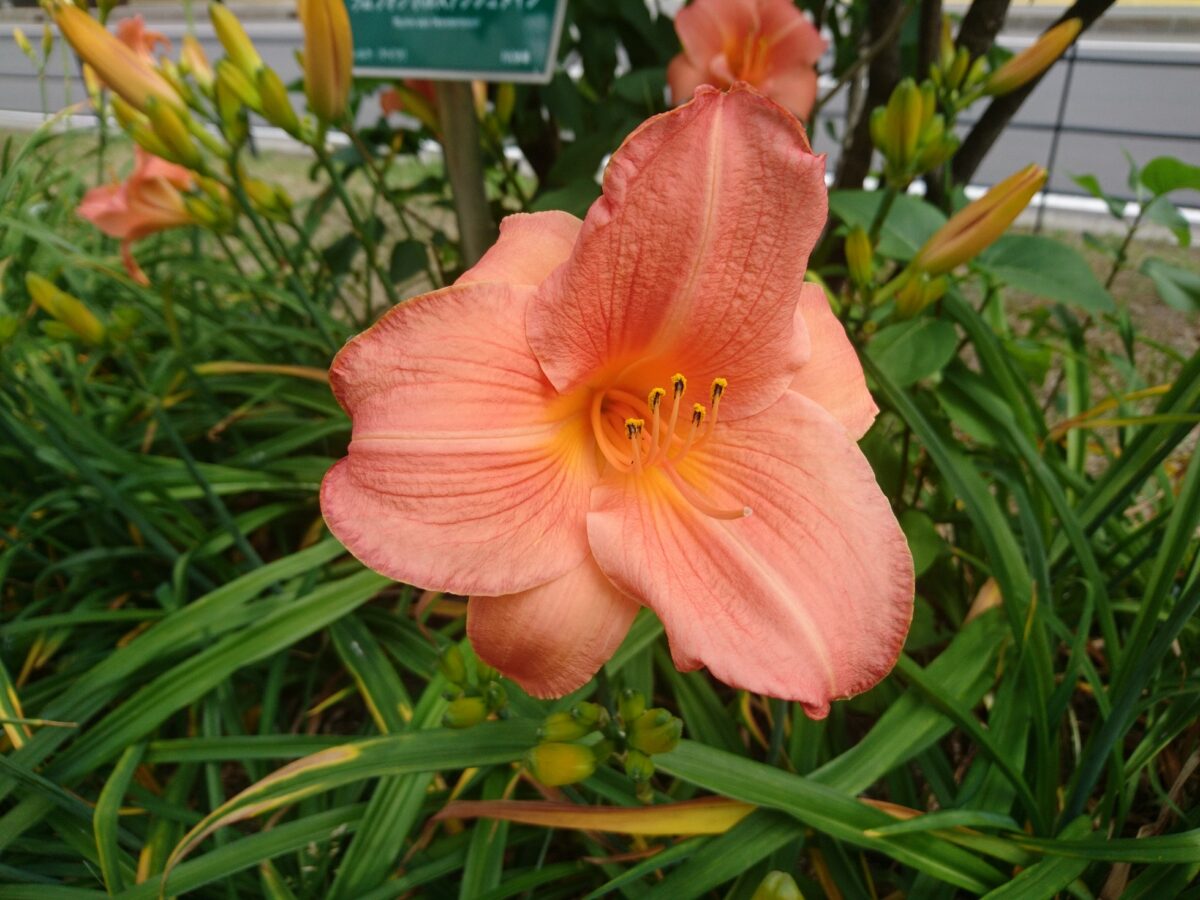 ヘメロカリスいろいろ 創成川公園