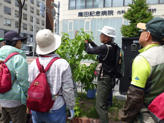 「植物ボランティアのライラック花後剪定」の画像