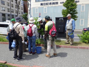 笠先生の指導を受けライラックの選定をする植物ボランティア2