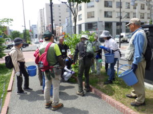 笠先生の指導を受けライラックの選定をする植物ボランティア3