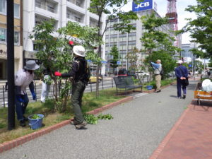 笠先生の指導を受けライラックの選定をする植物ボランティア4