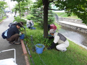 スズラン加算の除草をするお助け隊のメンバー2