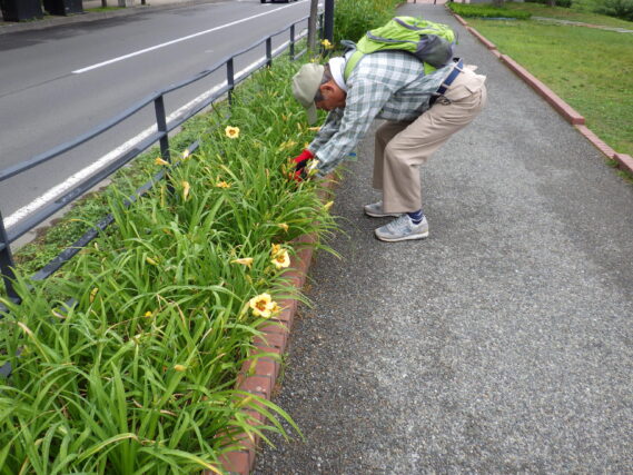 「ヘメロカリス花壇の名札付けお助け隊」の画像