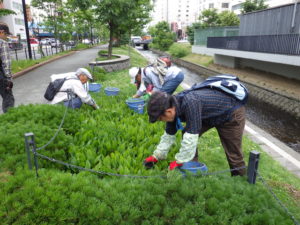 スズラン加算の除草をするお助け隊のメンバー1