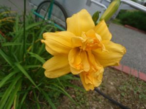 ヘメロカリスイエローペチコーツの花の写真