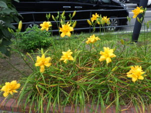 7月26日のヘメロカリスイエローペチコーツの花壇