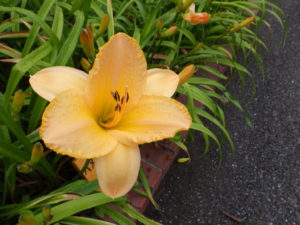 7月3日に咲いたヘメロカリスエッジドインゴールドの花