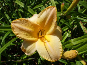 7月7日に咲いているヘメロカリスエッチドインゴールドの花の写真