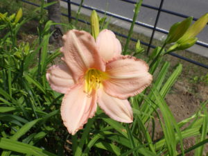 7月7日に咲いているヘメロカリスエドナスポルディングの花の写真