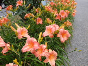 7月26日のヘメロカリスオーチャードスプライトの花壇