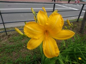 ヘメロカリスカートホイールズの花の写真