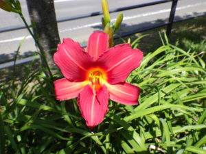 7月7日に咲いているヘメロカリスジェイの花の写真