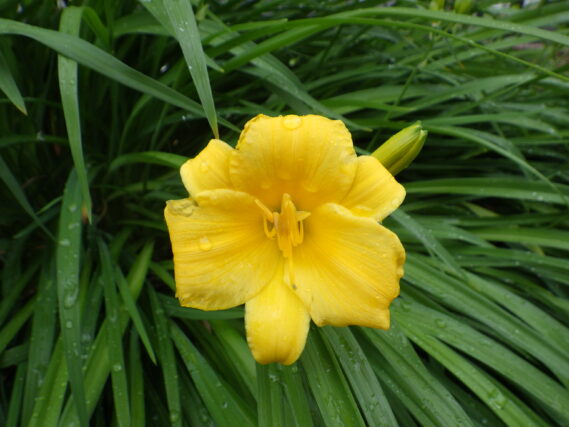 「ヘメロカリスの花が咲き始めました」の画像