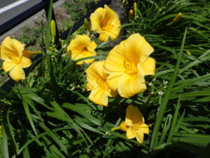 7月7日に咲いているヘメロカリスステラデオロの花の写真