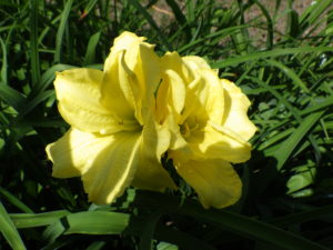 7月7日に咲いているヘメロカリスダブルキューティーの花の写真