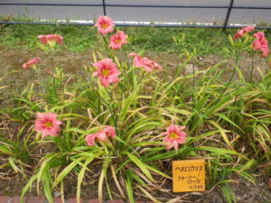 7月26日のヘメロカリストゥーシーローズの花壇