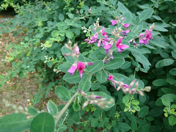 「ハギの花も咲き始めています」の画像