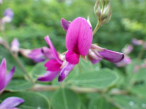 7月26日のハギの花