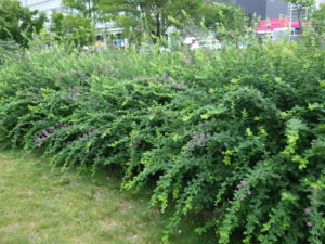 7月26日のハギの咲いている様子2