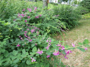 7月26日のハギの咲いている様子3