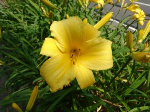 ヘメロカリスパトリオットの花の写真