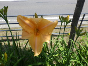 7月3日に咲いたヘメロカリス夕張岳の花