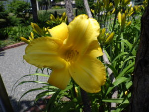 7月7日に咲いているヘメロカリスマリートッドの花の写真