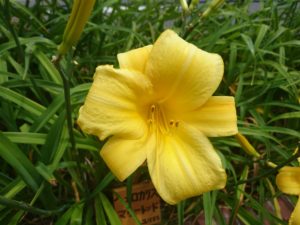 ヘメロアカリスマリートッドの花の写真