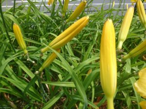 ヘメロカリスマリートッドのつぼみの写真