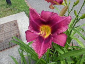 7月7日に咲いているヘメロカリスの花の写真ライラックスノー