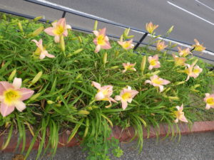 7月26日のヘメロカリスライラックスノーの花壇