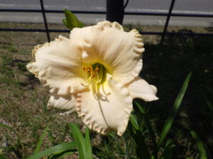 7月7日に咲いているヘメロカリスララバイベイビーの花の写真