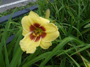 7月3日に咲いたヘメロカリスリトルビックマンの花