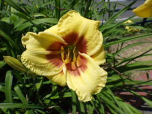 7月7日に咲いているヘメロカリスリトルビックマンの花の写真