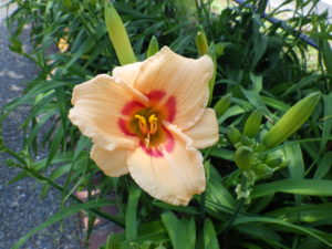 7月7日に咲いているヘメロカリスレッドアイの花の写真