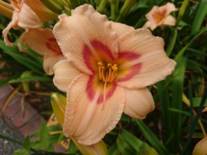 ヘメロカリリスレッドアイの花の写真