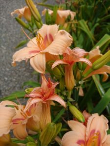 ヘメロカリスレッド愛の花柄の写真