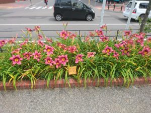 ヘメロカリスロシアンラプソディーの花壇の写真