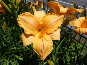 7月7日に咲いているヘメロカリス夕張岳の花の写真