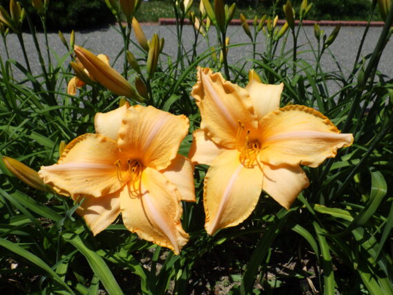 「今咲いているヘメロカリスとガイドツアーの開催」の画像