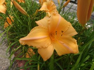 ヘメロカリス夕張岳の花の写真