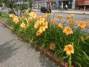 ヘメロカリス夕張岳の花壇の写真