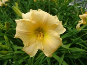 ヘメロカリス江戸百景の花の写真