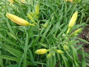 ヘメロカリス江戸百景のつぼみの写真