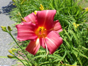 7月7日に咲いているヘメロカリス紅雀の花の写真