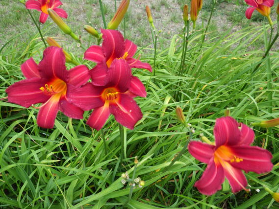 「ヘメロカリスの花壇の様子」の画像