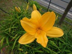 ヘメロカリス黄河の花の写真