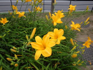 7月26日のヘメロカリス黄河の花壇