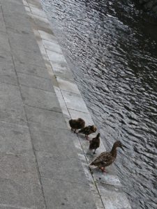 カモの親子がまんなか広場の階段下でくつろぐ様子
